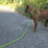7Ft Slip Lead Dog Leash for Small Dogs, Lightweight Nylon Rope No Pull Training Leash, Green