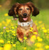 DOGWONG Female Cotton Dog Collar, Durable Soft Sunflower Design, Cute Summer Necklace for Small Medium Large Dogs