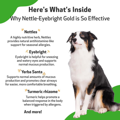 Pet Wellbeing Nettle-Eyebright Gold for Dogs - Natural Herbal Supplement for Allergies, 2 oz