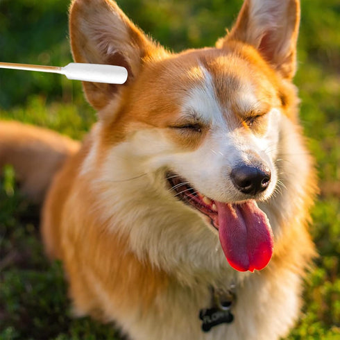 6 Inch Long Cotton Swabs for Dogs, Cats, Small Pets, Ear Cleaning Swabs with Bamboo Handle, 200pcs