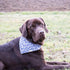 Pettsie Dog Bandana Collar with Matching Bracelet – Adjustable Stylish Pet Bandana for Dogs, Durable Hemp, M, Blue