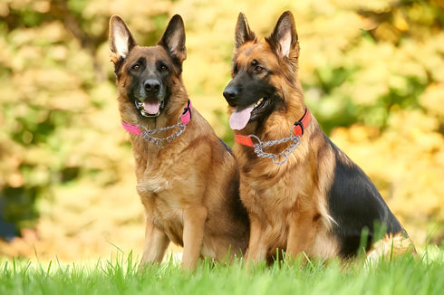 Pink Martingale Dog Collar, Reflective Nylon Adjustable Stainless Steel Chain Collar, No Pull Training Collar for Small