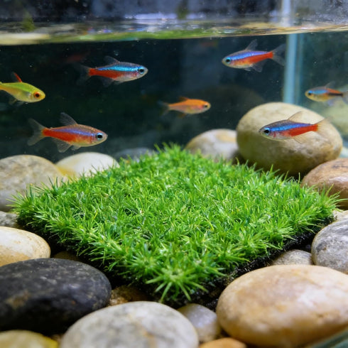 baudliglin 2PCS 9"x9" 8 Aquarium Grass Decor Crab Hermit Climbing Wall Artificial Plastic Lawn Mat with Suction Cups