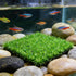 baudliglin 2PCS 9"x9" 8 Aquarium Grass Decor Crab Hermit Climbing Wall Artificial Plastic Lawn Mat with Suction Cups