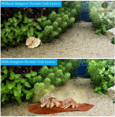 SunGrow 10 Pack Large Hermit Crab Catappa Indian Almond Leaves, 7-9 inches Long