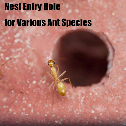 Live Ant Farm Habitat - Natural Learning Toy for Kids