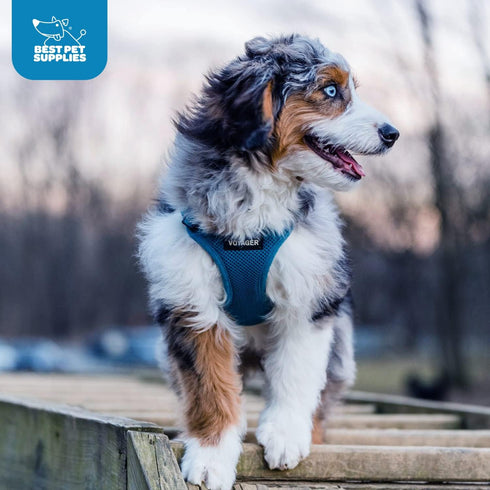 Best Pet Supplies No Pull Harness - All Weather Mesh, Reflective for Small, Medium Dogs, Cats - Turquoise, XXS