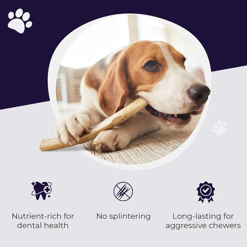 Devil Dog Pet Co. Elk Antlers for Dogs, Small 4"+, 1 Pack, Grade A Long Lasting Chew