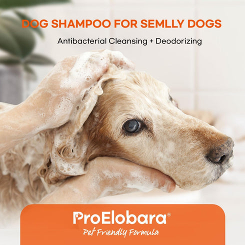 16 OZ Medicated Dog Shampoo for Allergies and Itching: Antifungal Dog Shampoo, Yeast Infection and Bacterial Treatment