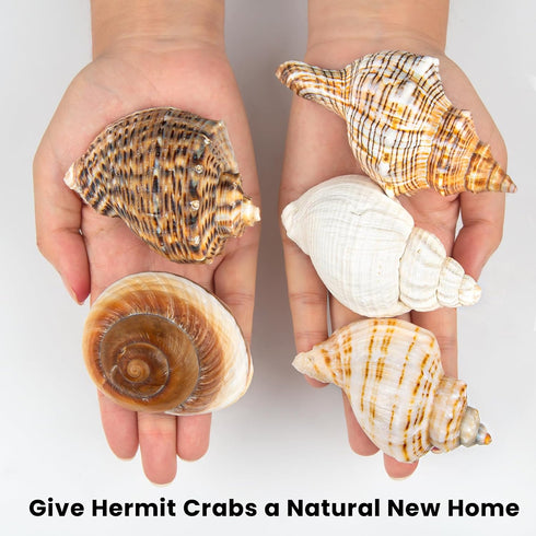 5PCS Extra Large Hermit Crab Shells, Natural Sea Conch Size 3" - 4.7", Turbo Seashells for Hermit Crab Supplies and
