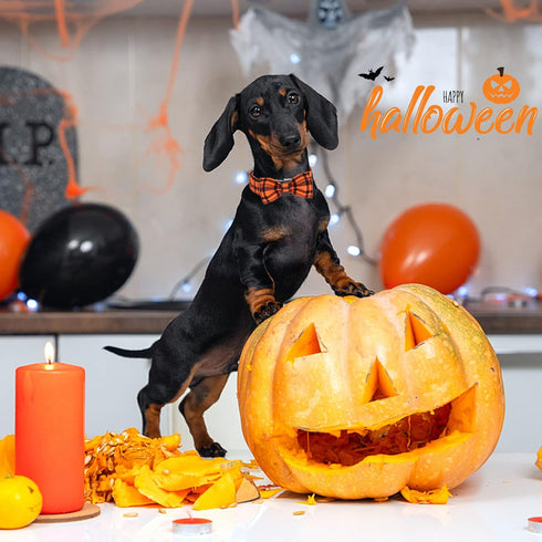 ARING PET Cute Fall Dog Collar with Bow, Adjustable Halloween Orange Grid Bowtie Collar for Small Medium Large Dogs
