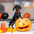 ARING PET Cute Fall Dog Collar with Bow, Adjustable Halloween Orange Grid Bowtie Collar for Small Medium Large Dogs