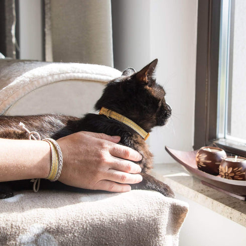 Pettsie Breakaway Cat Collar & Matching Friendship Bracelet, Soft Cotton Adjustable 7.5"-11.5", Yellow