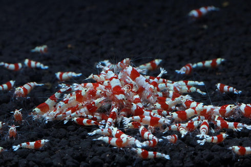 1/4 1/2 Inch (5 Count) Crystal Red S Grade Live Freshwater Aquarium Shrimp - to Long
