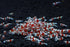 1/4 1/2 Inch (5 Count) Crystal Red S Grade Live Freshwater Aquarium Shrimp - to Long
