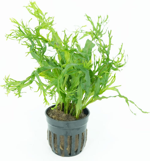 Generic 2 Anubias Congensis and Java Fern Windelov Pots - Live Aquarium Plant Snail Free