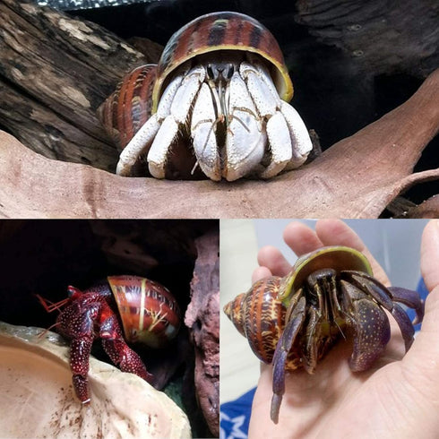 14 Kind Natural Hermit Crab Shells 14PCS, Size 1" - 3.5", Opening 0.8" - 1.5", Pearl Turbo Seashell Décor