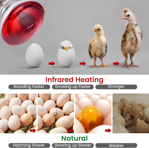 Bulb 150 Heat Lamp for Chickens Coop Brooder and Reptile Heat Watt Infrared Red Light
