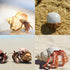 12PCS Hermit Crab Shells, Natural Sea Conch Size 1.6"-3.2", Growth Turbo for Small to Large Crabs, Beach Decor