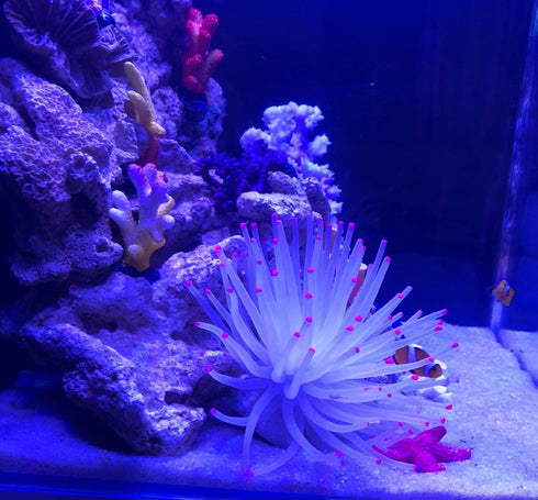 Mallofusa Artificial Sea Anemone – Silicone Fish Tank Decoration Ornament (White)