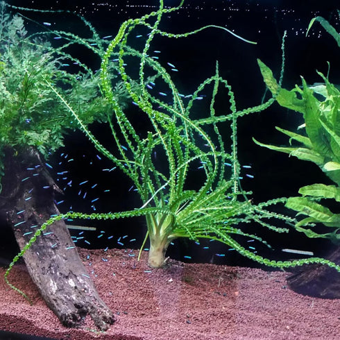 3X 1 2-Day Crinum Calamistratum+ Bonus Plant (Tropical Live Aquarium Plants) Arrival