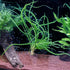 3X 1 2-Day Crinum Calamistratum+ Bonus Plant (Tropical Live Aquarium Plants) Arrival