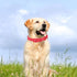 Waterproof Soft Rubber Dog Collar with Safety Buckle, Adjustable for Small Medium Large Dogs