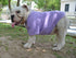 Lovelonglong Bulldog Clothes Dog T-Shirt for French Bulldog, English Bulldog, American Pit Bull (Violet B-M)