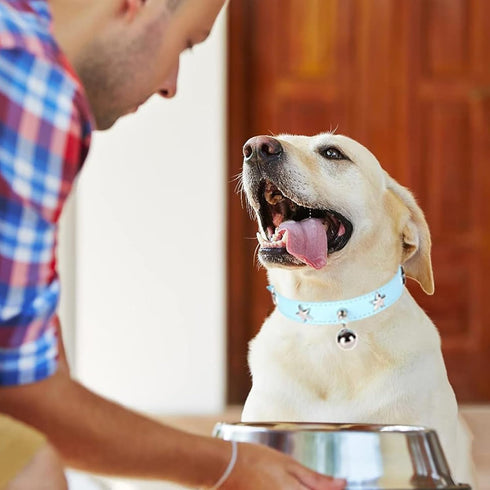Dog Collar with Bell and Star Studs, Adjustable Length Necklace for Small, Medium, Large Dogs
