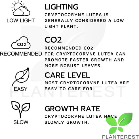 PLANTEREST BUY2GET1FREE Cryptocoryne Lutea Potted Tropical Easy Live Aquarium Plants Decorations for Fish Tank