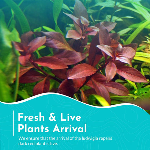 Summer 3 Pack Live Aquarium Ludwigia Repens Plants-Great Background for Fish Long Lasting & Easy to Maintain Suitable