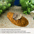 SunGrow 10 Pack Large Hermit Crab Catappa Indian Almond Leaves, 7-9 inches Long