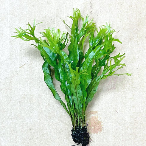 PLANTEREST BUY2GET1FREE Java Fern Windelov Microsorum Pteropus Loose US Grow Live Aquarium Plant Tropical Freshwater