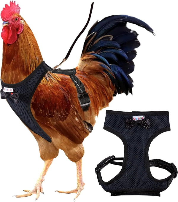 Chicken Harness Hen Size with 6ft Matching Leash - Adjustable, Comfortable, Breathable, Black for Chickens up to 6.6