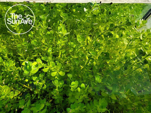 1. (7+ Bacopa Monnieri Easy Freshwater Live Aquarium Plant with Roots Stems)
