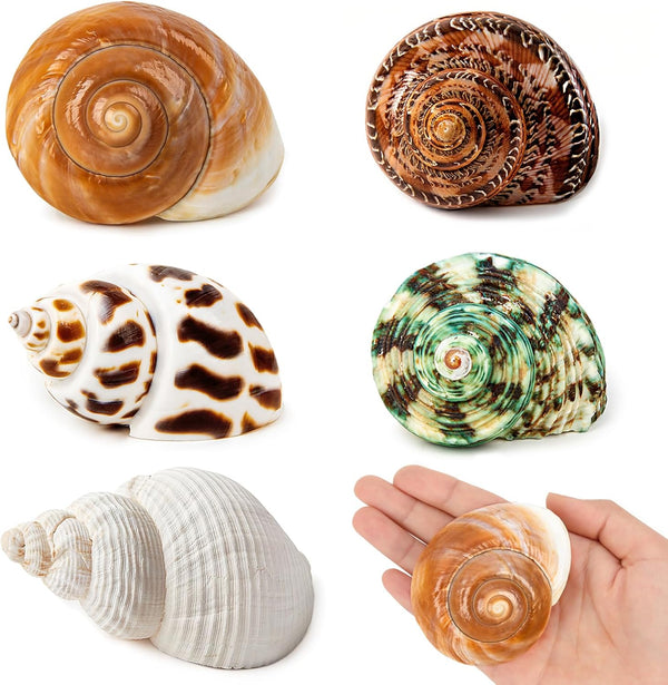 5PCS Medium and Large Hermit Crab Shells, Natural Sea Conch Size 2.2" - 3.4" for Hermit Crab Supplies