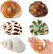 5PCS Medium and Large Hermit Crab Shells, Natural Sea Conch Size 2.2" - 3.4" for Hermit Crab Supplies