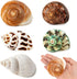 5PCS Medium and Large Hermit Crab Shells, Natural Sea Conch Size 2.2" - 3.4" for Hermit Crab Supplies