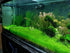 BUY2GET1FREE Marcus Fish Tanks - Dwarf Hairgrass Eleocharis Parvula Live Aquarium Plants Carpeting Plant for Aquatic