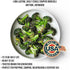 #2.5 25+ 2 oz Future Essentials Canned Chopped Freeze Dried Broccoli Size Can of Broccoli Bites with Year Shelf Life