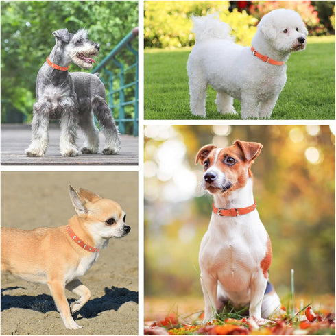 Leather Dog Collar for Small Medium Dogs, Adjustable Star Moon Rivet Studded, Rust-Proof Metal Buckle, Orange, Size