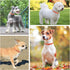 Leather Dog Collar for Small Medium Dogs, Adjustable Star Moon Rivet Studded, Rust-Proof Metal Buckle, Orange, Size