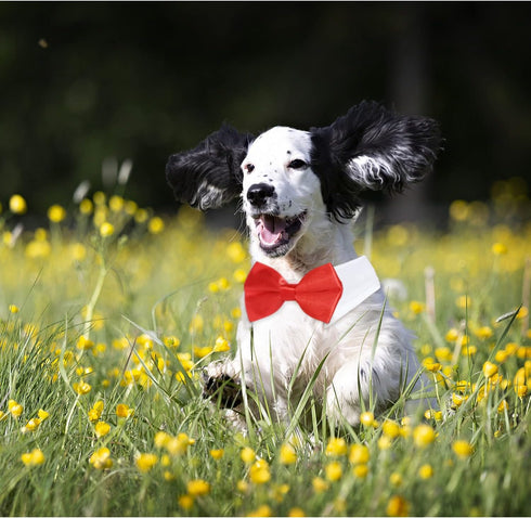 KOOLMOX Red Tuxedo Dog Bow Ties for Large Dogs, Adjustable White Collar Formal Pet Necktie for Small Medium Large