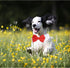 KOOLMOX Red Tuxedo Dog Bow Ties for Large Dogs, Adjustable White Collar Formal Pet Necktie for Small Medium Large