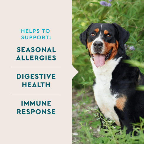 60 Count VetIQ Allergy Pro+ Soft Chews for Dogs, Dog Allergy Chews, Seasonal Support, Colostrum, Astragalus Root