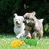 2 Pig Squeaky Dog Toy, PCS Interactive Rubber Dog Chew Toy - Durable Latex Spot Grunting Pig Toys that Oink for Small