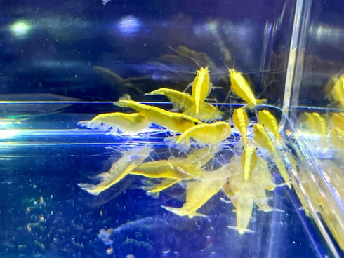 (10 (+2)) Golden Back Yellow Shrimp Live Freshwater Shrimp Aquarium Neocaridina Inverts RCS Shrimps