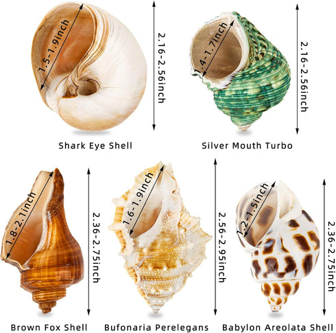5PCS Hermit Crab Shells, Natural Sea Conch Size 2.1" - 2.8" for Hermit Crab Supplies and Beach Decoration