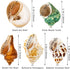 5PCS Hermit Crab Shells, Natural Sea Conch Size 2.1" - 2.8" for Hermit Crab Supplies and Beach Decoration