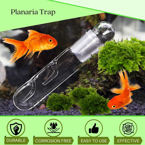 Planaria Trap Crystal Red Shrimp Tank Aquarium Bristle Worm Catcher, Shrimp Dwarf Shrimp Ghost Shrimp Live Freshwater Cleaning Supplies Clear Glass Leeches Catching Tube (3 Holes) by Aquarium Supplies